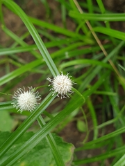 Cyperus mindorensis