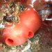 Shiny Red Sea Squirt - Photo (c) Liam O'Brien, some rights reserved (CC BY-NC), uploaded by Liam O'Brien