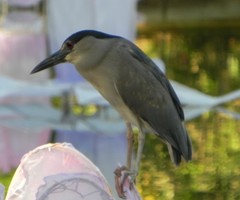 Nycticorax nycticorax