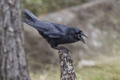 Corvus palmarum palmarum