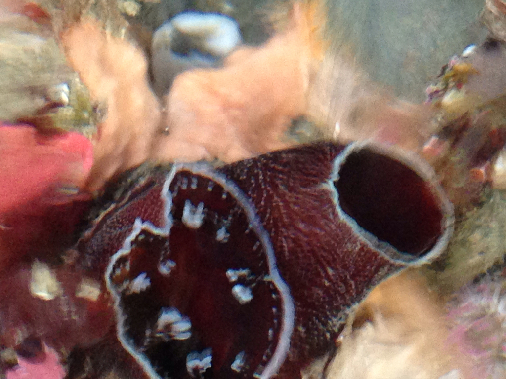 Chaceia