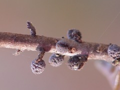 Morella caroliniensis