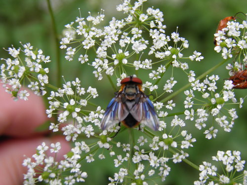 Phasia hemiptera