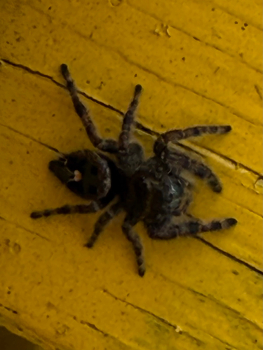 Bold Jumping Spider photographed in Mississippi