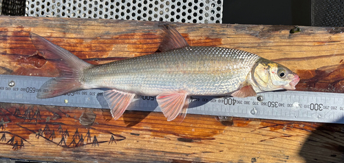 Sacramento Splittail (Pogonichthys macrolepidotus) — Cyprinidae — 5