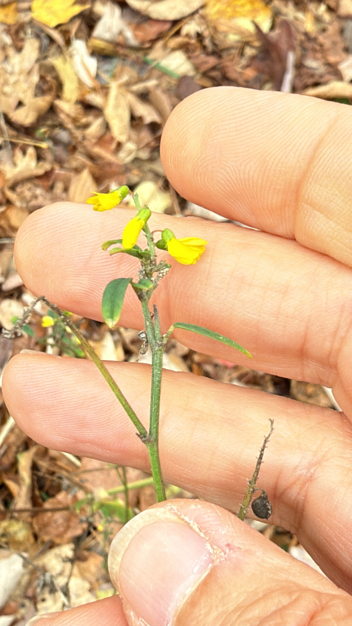 Tall Melilot (Melilotus altissimus)