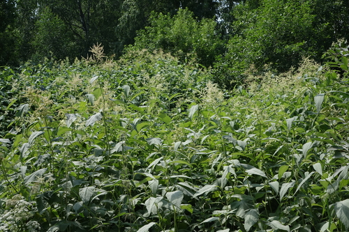Weyrich's Knotweed (Koenigia weyrichii)