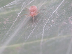 Anaxibia pictithorax