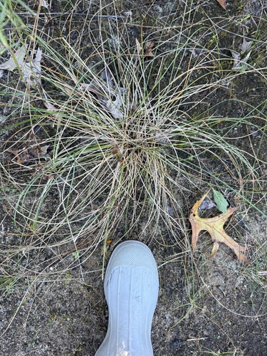 Eleocharis melanocarpa, 2025-10-10