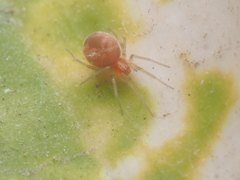Anaxibia pictithorax