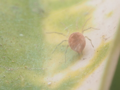 Anaxibia pictithorax