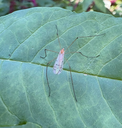 Unknown species found near Bronx County, US-NY, US