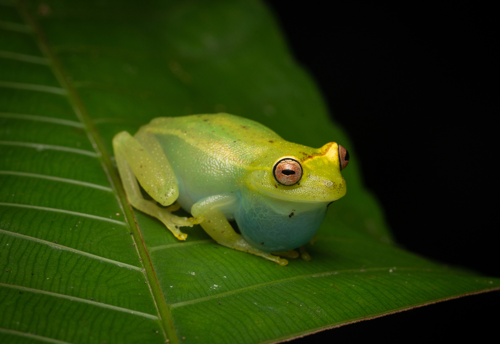 La Escalera Treefrog