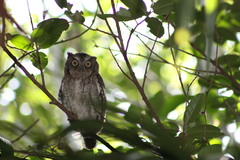 Megascops guatemalae