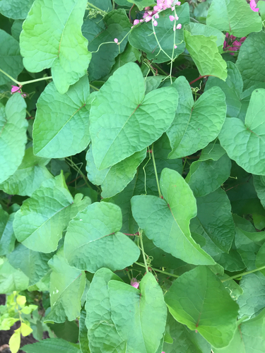Coral Vine