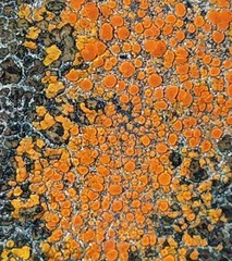 Polycauliona ludificans