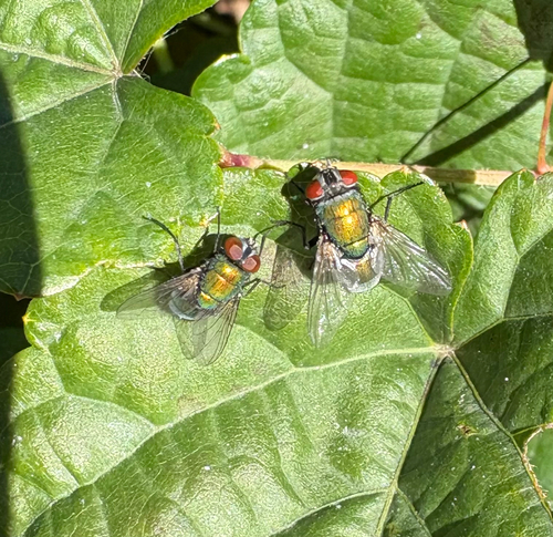 Unknown species found near Bronx County, US-NY, US