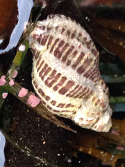 Acanthinucella