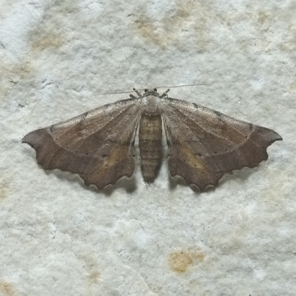 Artiora evonymaria