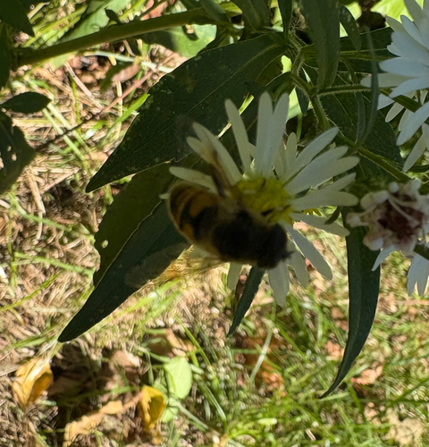 Unknown species found near Broadway, New York, NY, US