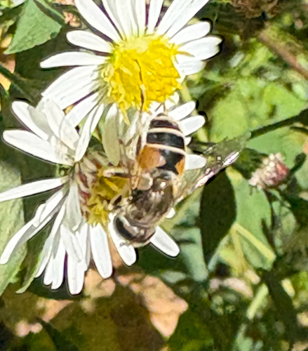 Unknown species found near Bronx County, US-NY, US