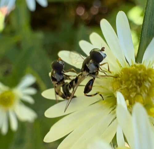 Unknown species found near Bronx County, US-NY, US