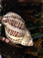 Acanthinucella