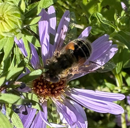 Unknown species found near Bronx County, US-NY, US