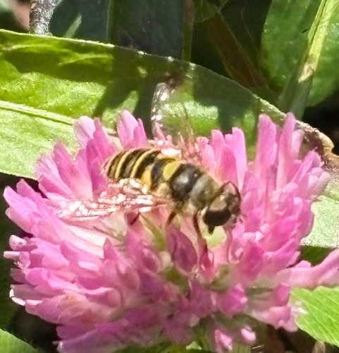 Unknown species found near Bronx County, US-NY, US