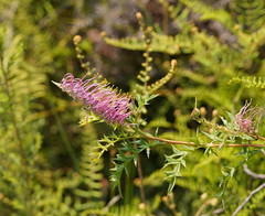 Grevillea acanthifolia