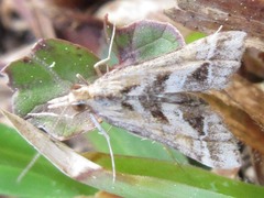 Diasemia accalis