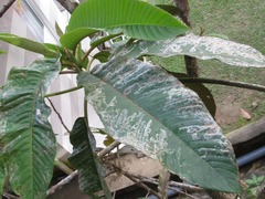 Magnoliopsida