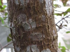 Magnoliopsida