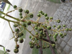 Magnoliopsida