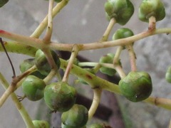 Magnoliopsida