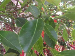 Ficus