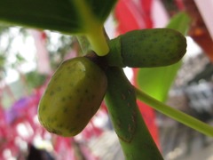 Ficus