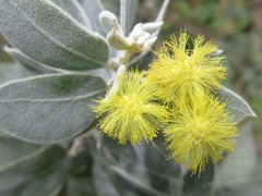 Acacia podalyriifolia