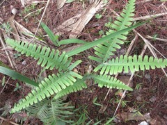 Dicranopteris linearis