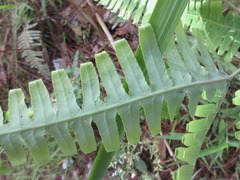 Dicranopteris linearis