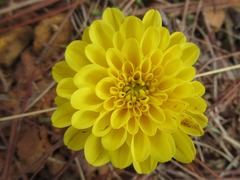 Asteroideae