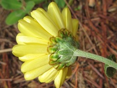 Asteroideae