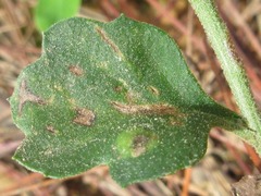 Asteroideae