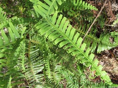 Dicranopteris linearis