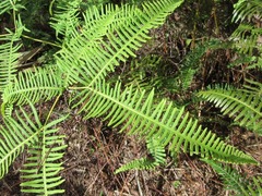 Dicranopteris linearis
