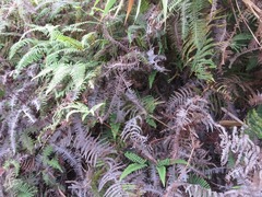 Dicranopteris linearis