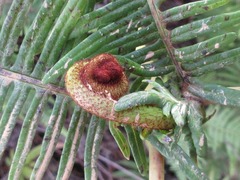Dicranopteris linearis