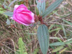 Melastoma malabathricum