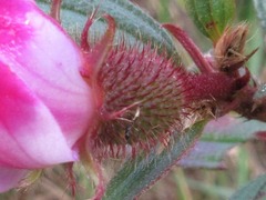 Melastoma malabathricum