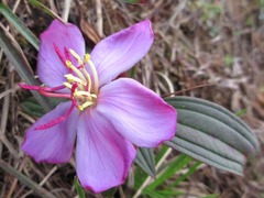 Melastoma malabathricum